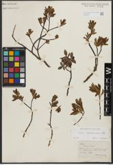 Foto von Salix waldsteiniana Willd.